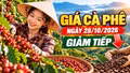 Giá cà phê hôm nay 28/10: Tây Nguyên giảm, thế giới đồng loạt đi xuống