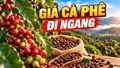 Giá cà phê hôm nay 13/10/2026: Thị trường ổn định, chờ tín hiệu mới