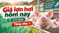 Giá lợn hơi hôm nay 6/9/2026: Mốc 60.000 đồng/kg chính thức trở lại