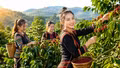 Giá cà phê hôm nay 16/8 tiếp tục đi xuống, Robusta vẫn chịu áp lực