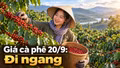 Giá cà phê hôm nay 20/9: Trong nước ổn định, Robusta thế giới phục hồi