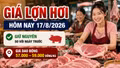 Giá lợn hơi hôm nay 17/8/2026: Cả ba miền đồng loạt đi ngang