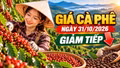 Giá cà phê hôm nay 31/10: Robusta tiếp tục giảm, Arabica quanh 285 cent/lb