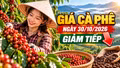 Giá cà phê hôm nay 30/10/2026: Giảm tiếp, thấp nhất còn 88.000 đồng/kg