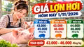 Giá lợn hơi hôm nay 1/11: Cả nước dao động 43.000 - 46.000 đồng/kg