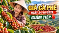 Giá cà phê hôm nay 24/10: Trong nước và thế giới cùng giảm