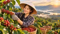 Giá cà phê hôm nay 9/10: Robusta mất hơn 100 USD/tấn, Tây Nguyên giảm sâu