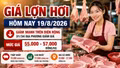 Giá lợn hơi hôm nay 19/8/2026 giảm sâu, mức 58.000 đồng/kg biến mất