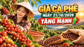 Giá cà phê hôm nay 21/10: Tây Nguyên tăng mạnh, thế giới quay đầu giảm