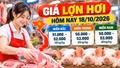 Giá lợn hơi hôm nay 18/10/2026: Thấp nhất 50.000 đồng/kg
