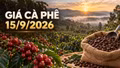 Giá cà phê hôm nay 15/9/2026 đi ngang, thị trường chờ tín hiệu mới