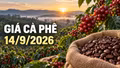 Giá cà phê hôm nay 14/9: Robusta và Arabica cùng giảm