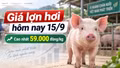 Giá lợn hơi hôm nay 15/9: 34 địa phương đồng loạt giữ giá