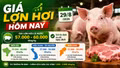 Giá lợn hơi hôm nay 29/8: 34 địa phương cùng giữ giá