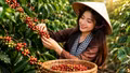 Giá cà phê hôm nay 3/9 đồng loạt đi xuống, Robusta mất gần 2%