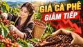Giá cà phê hôm nay 10/10/2026: Giá trong nước giảm sâu