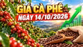 Giá cà phê hôm nay 14/10: Trong nước và Robusta, Arabica cùng tăng