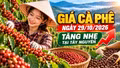 Giá cà phê hôm nay 29/10: Trong nước tăng nhẹ, Arabica giảm sâu