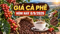 Giá cà phê hôm nay 8/9: Trong nước và thế giới cùng ổn định