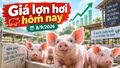 Giá lợn hơi hôm nay 8/9/2026: 4 địa phương giữ mức 60.000 đồng/kg