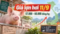 Giá lợn hơi hôm nay 11/9/2026: Cả nước tiếp tục đi ngang