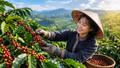 Giá cà phê hôm nay 1/9/2026 tăng 400 đồng/kg, thị trường chờ tín hiệu mới