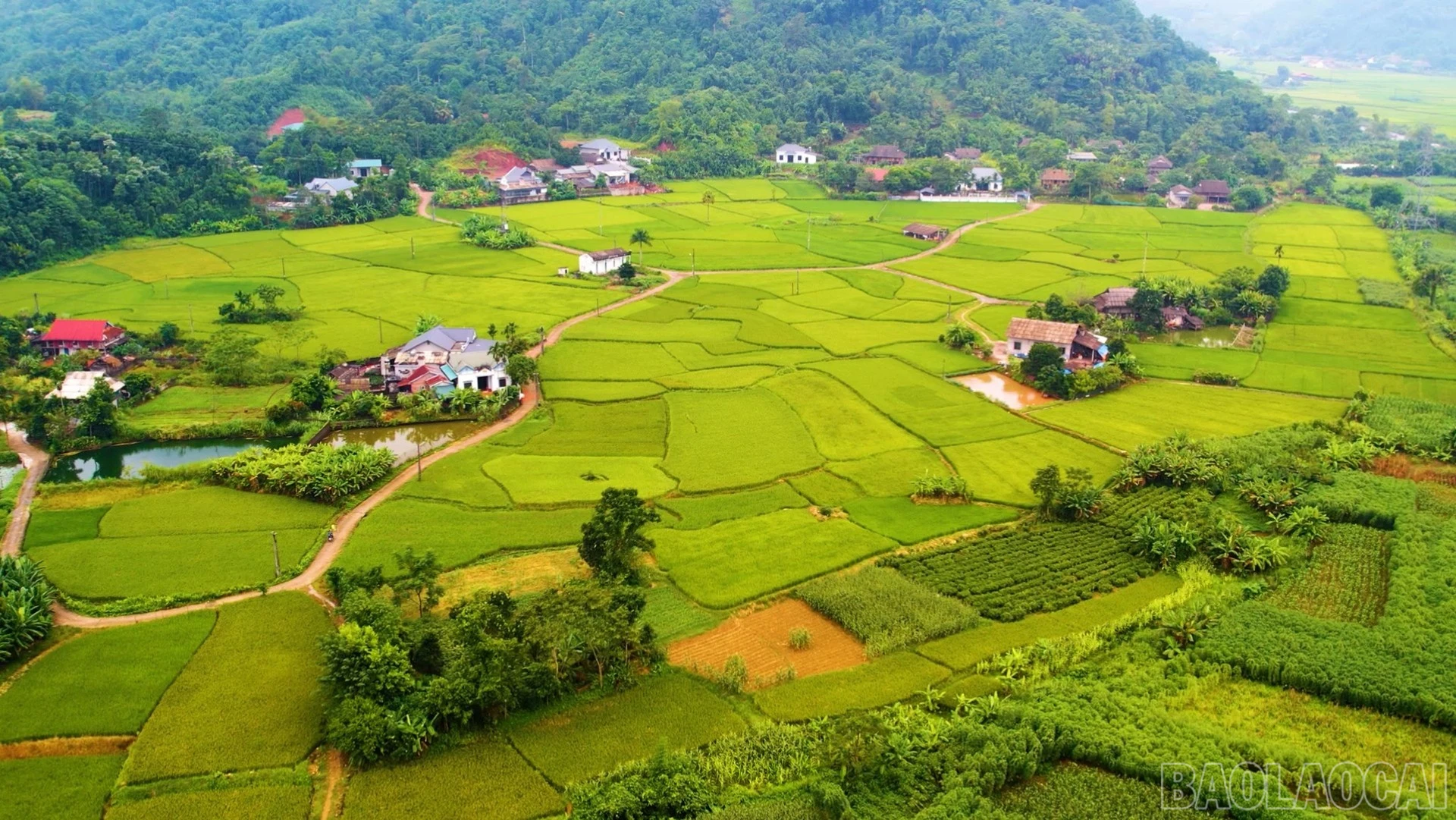 baolaocai-br_tbl3-5039.jpg