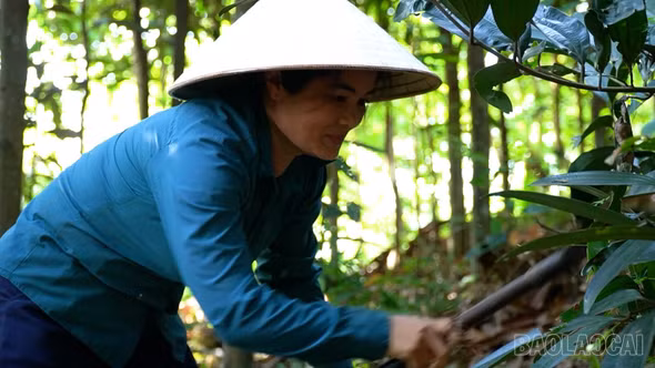 “Hoa nở” trên đồi quế