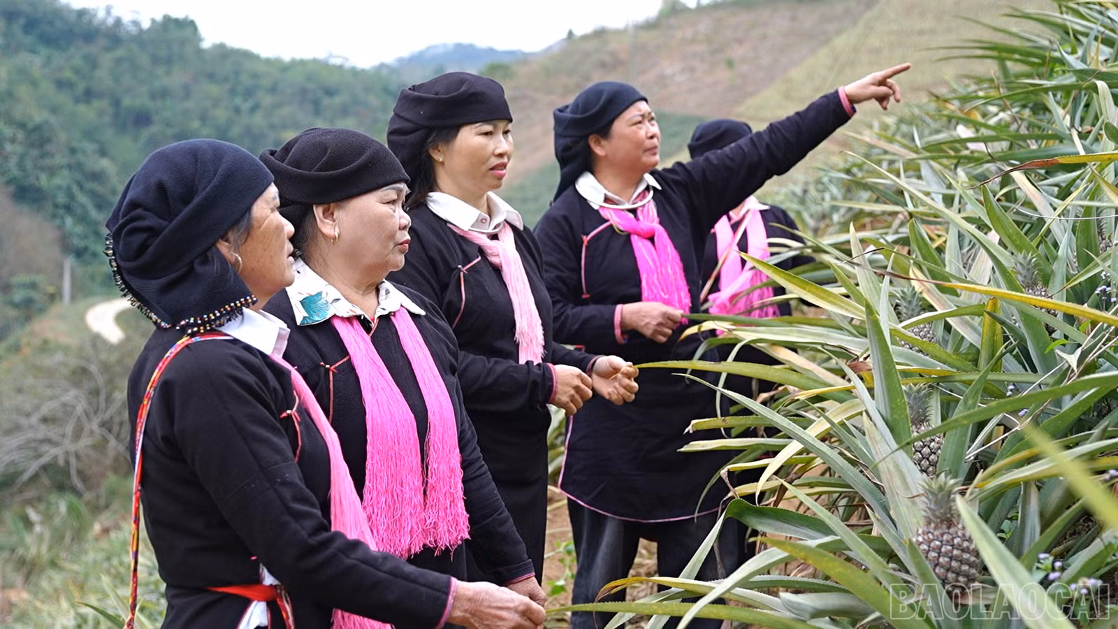 baolaocai-br_9.jpg