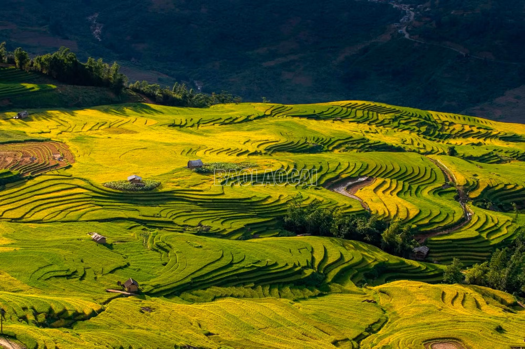 Mùa lúa nơi miền mây trắng