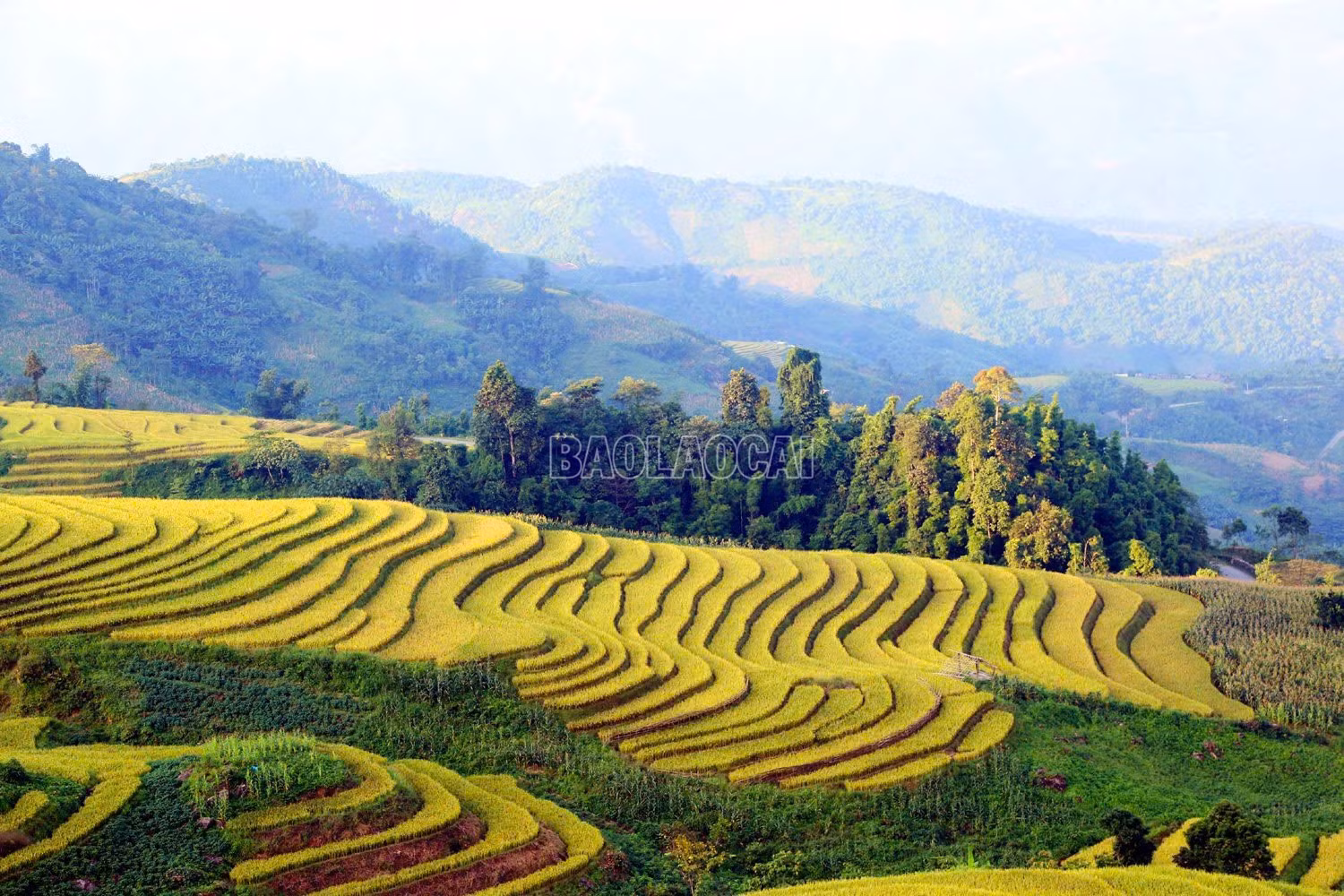 baolaocai-c_z6996481516352-0340c2d5e87e437858d5f6ff64d3a020.jpg