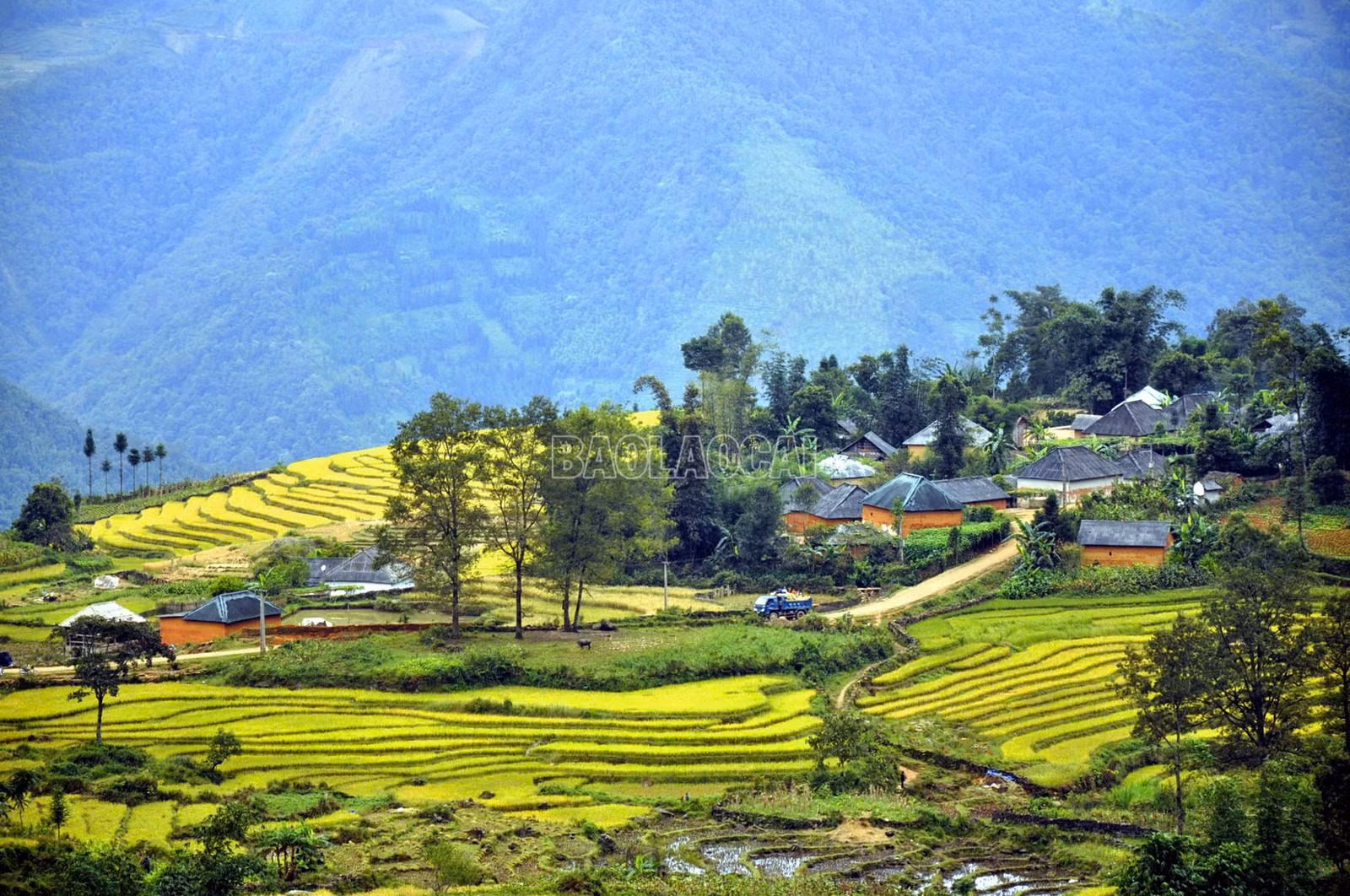 baolaocai-c_1.jpg