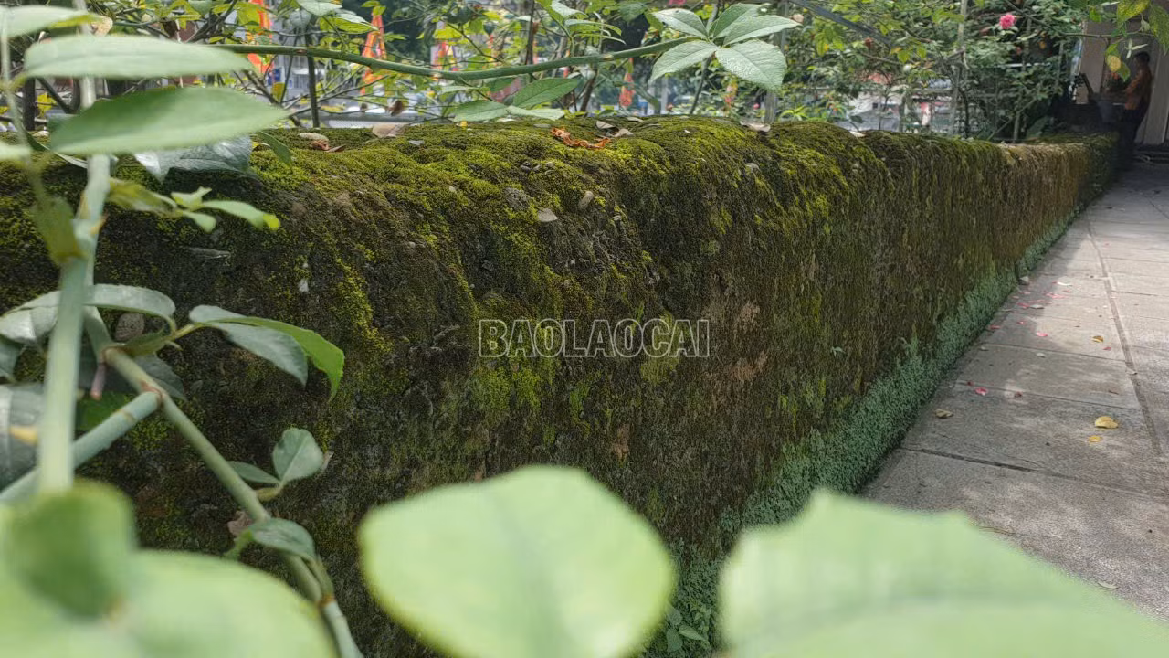 baolaocai-c_17.jpg