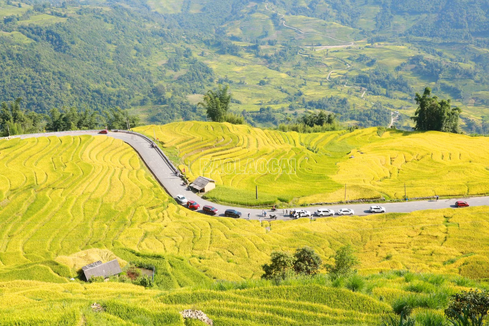 baolaocai-c_1.jpg
