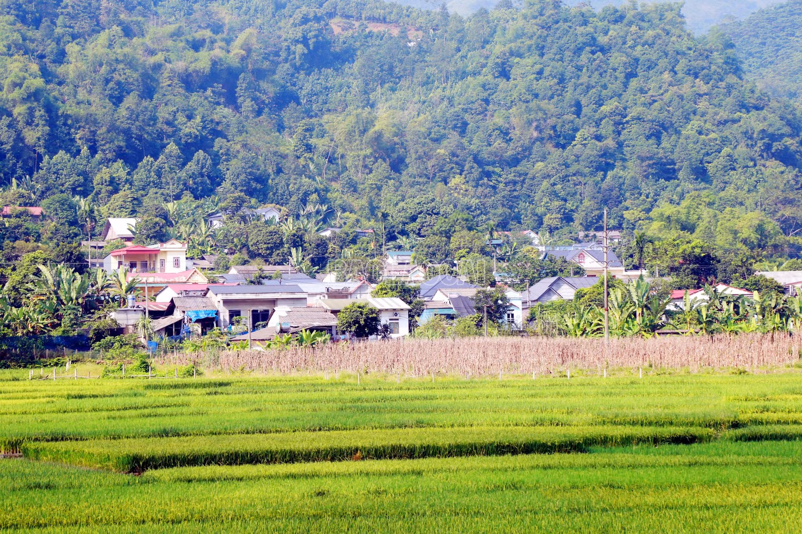 baolaocai-c_9.jpg
