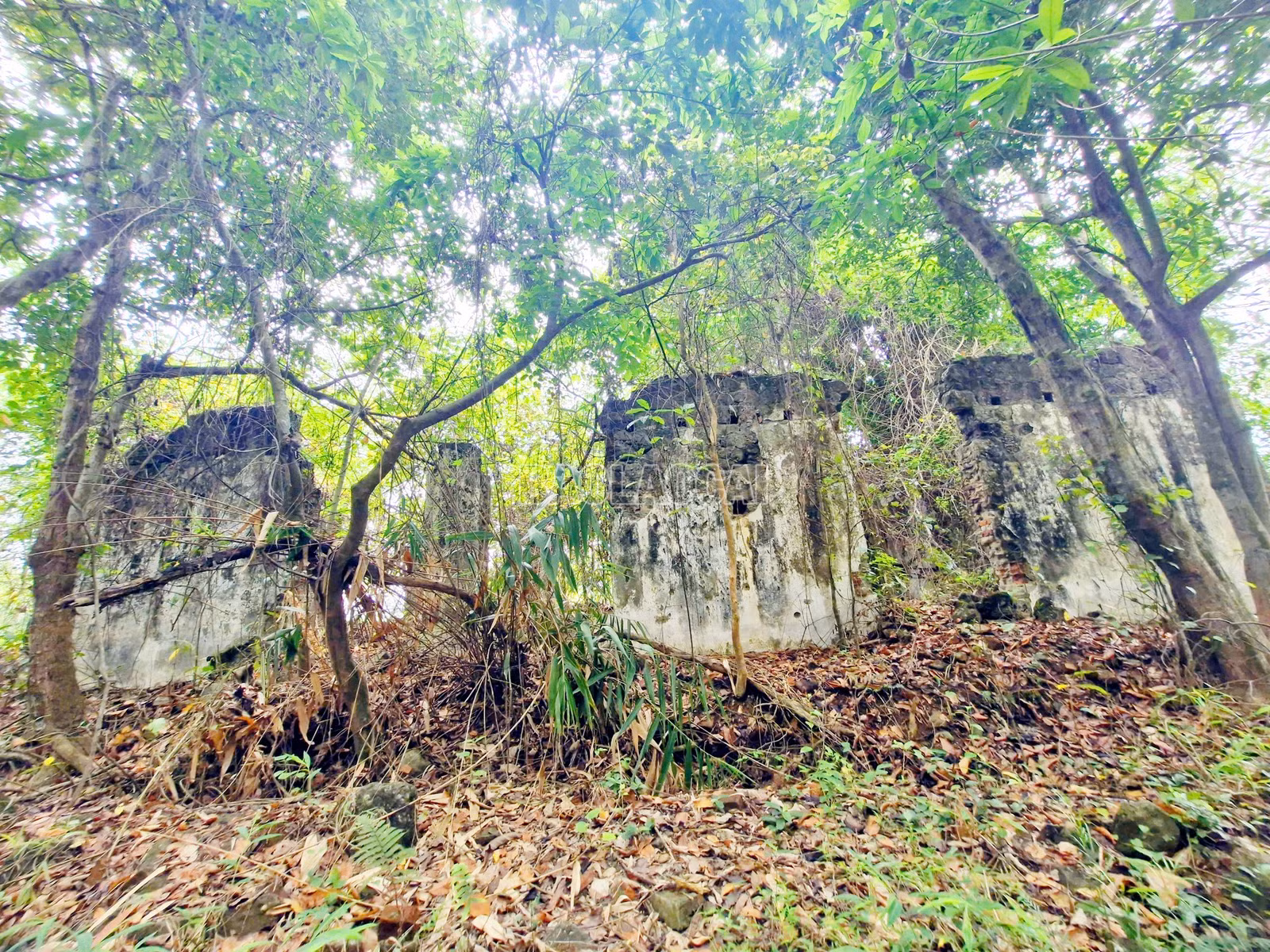 baolaocai-c_5-copy.jpg
