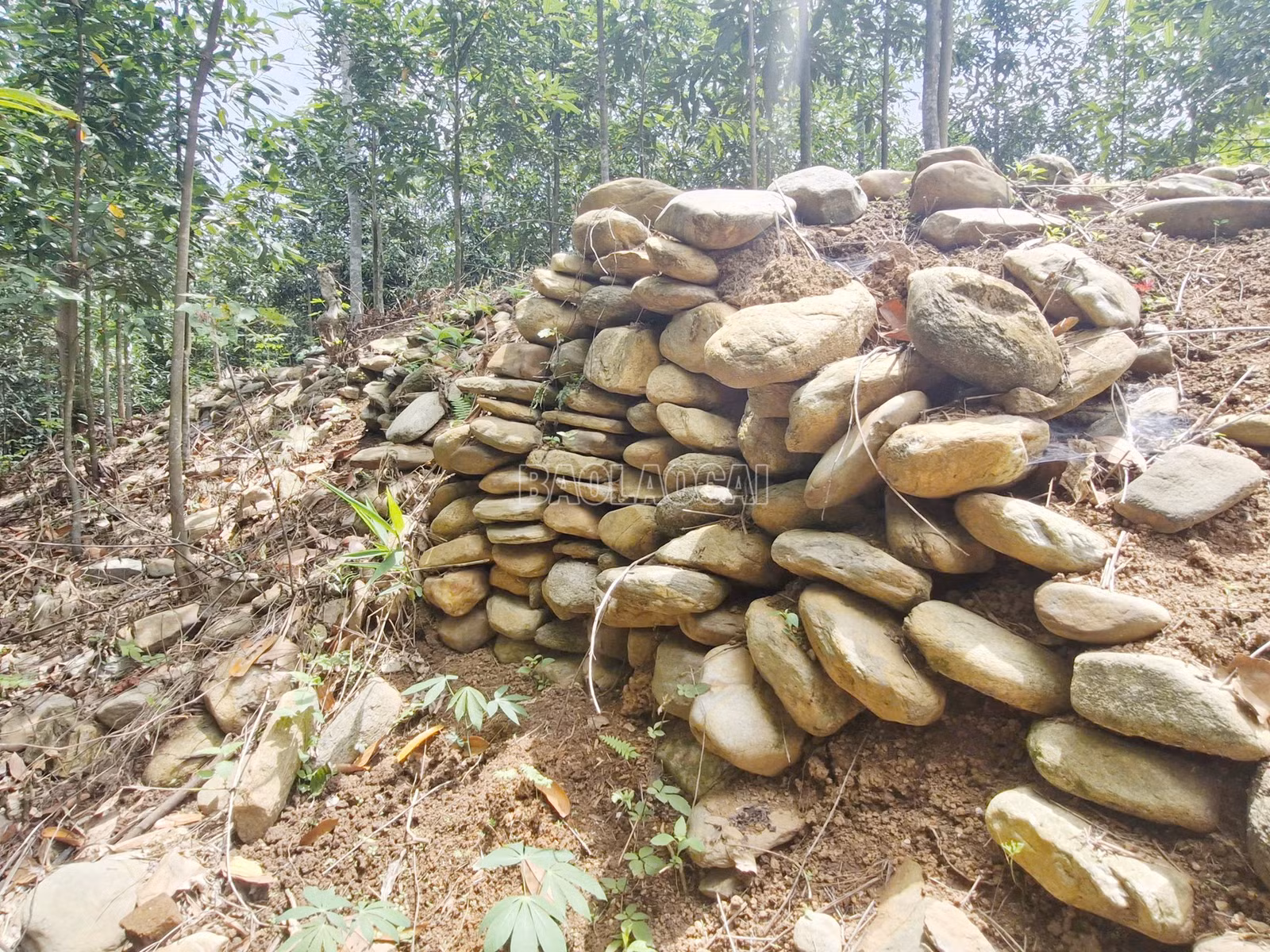 baolaocai-c_9-copy.jpg