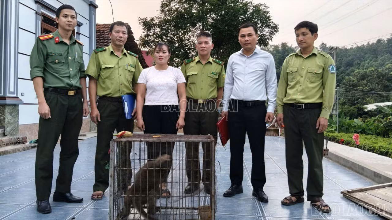 baolaocai-c-592365787048652796.jpg