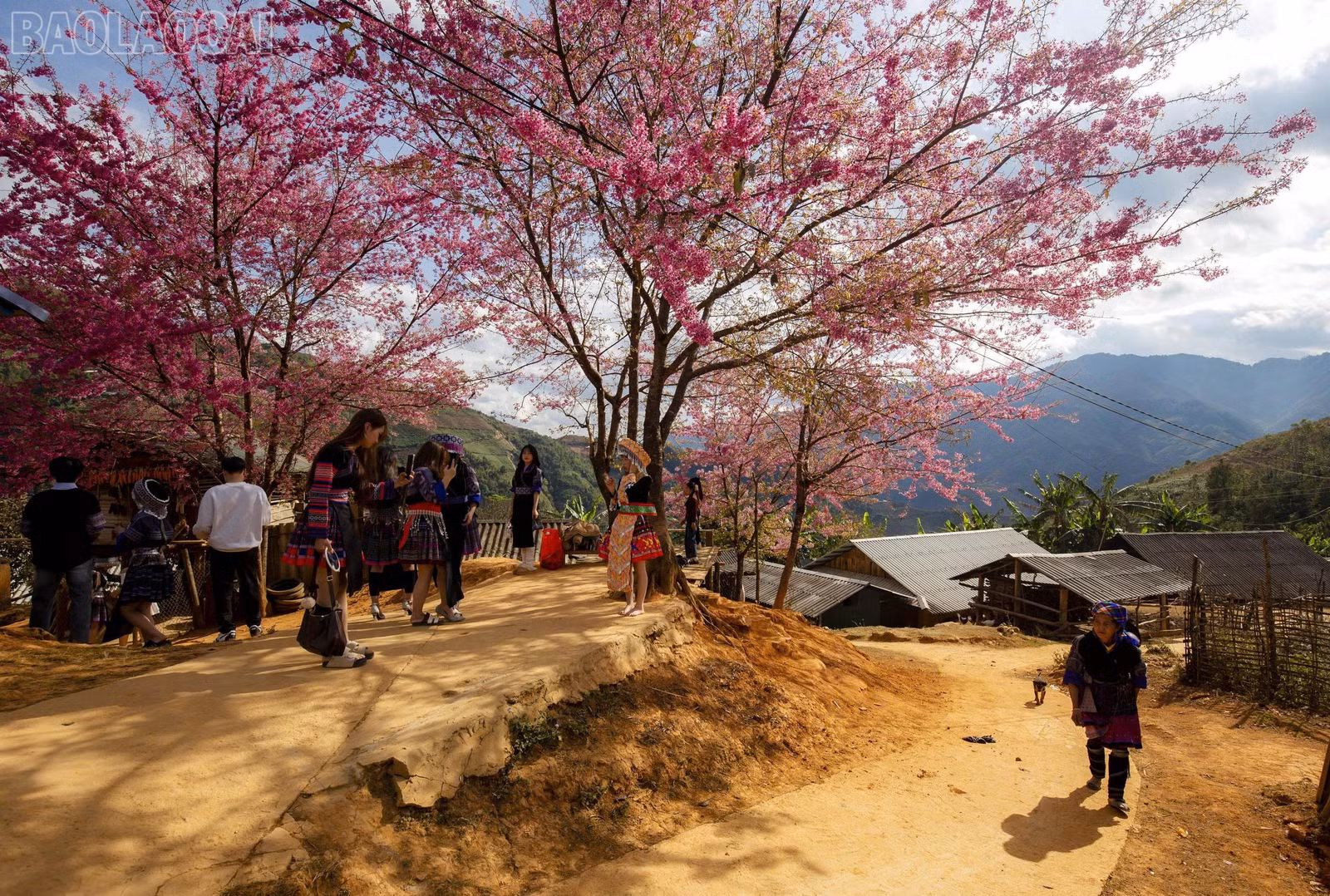 baolaocai-tl_z7366591042254-9b27c5d2be58cc4158f3316eb7b65bfc.jpg