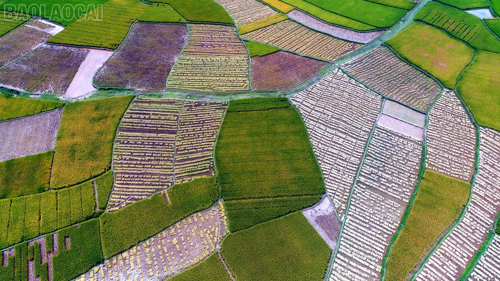 baolaocai-tl_dji-0164.jpg