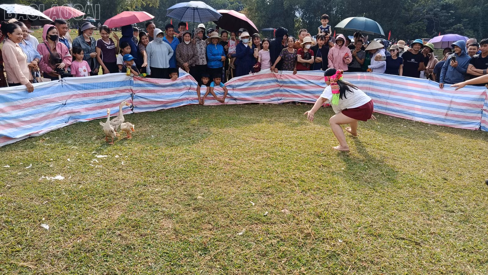 baolaocai-tl_1792236124447-1761802550469445174-1761802550469445174-eb75c6299eb888a1c3f002578d297c05.jpg