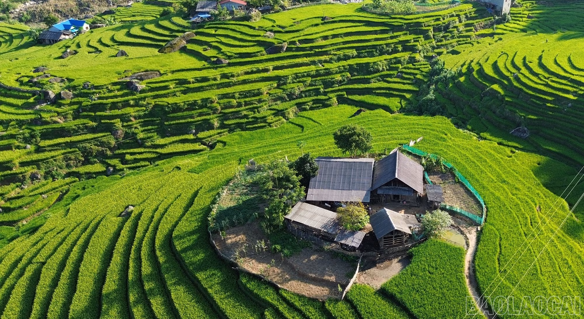 baolaocai-br_dji-0752.jpg