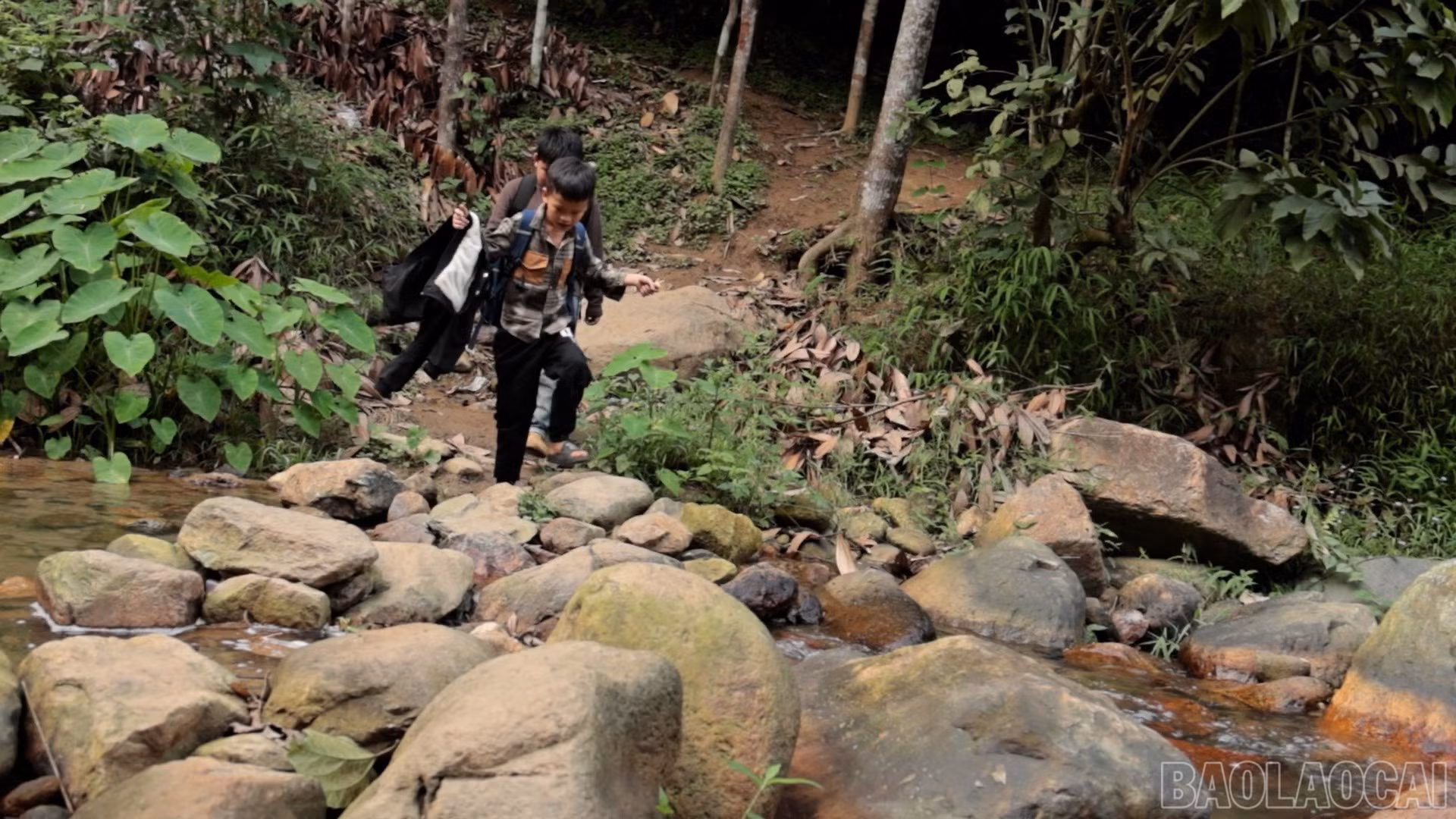 baolaocai-br_cautreo-10.jpg
