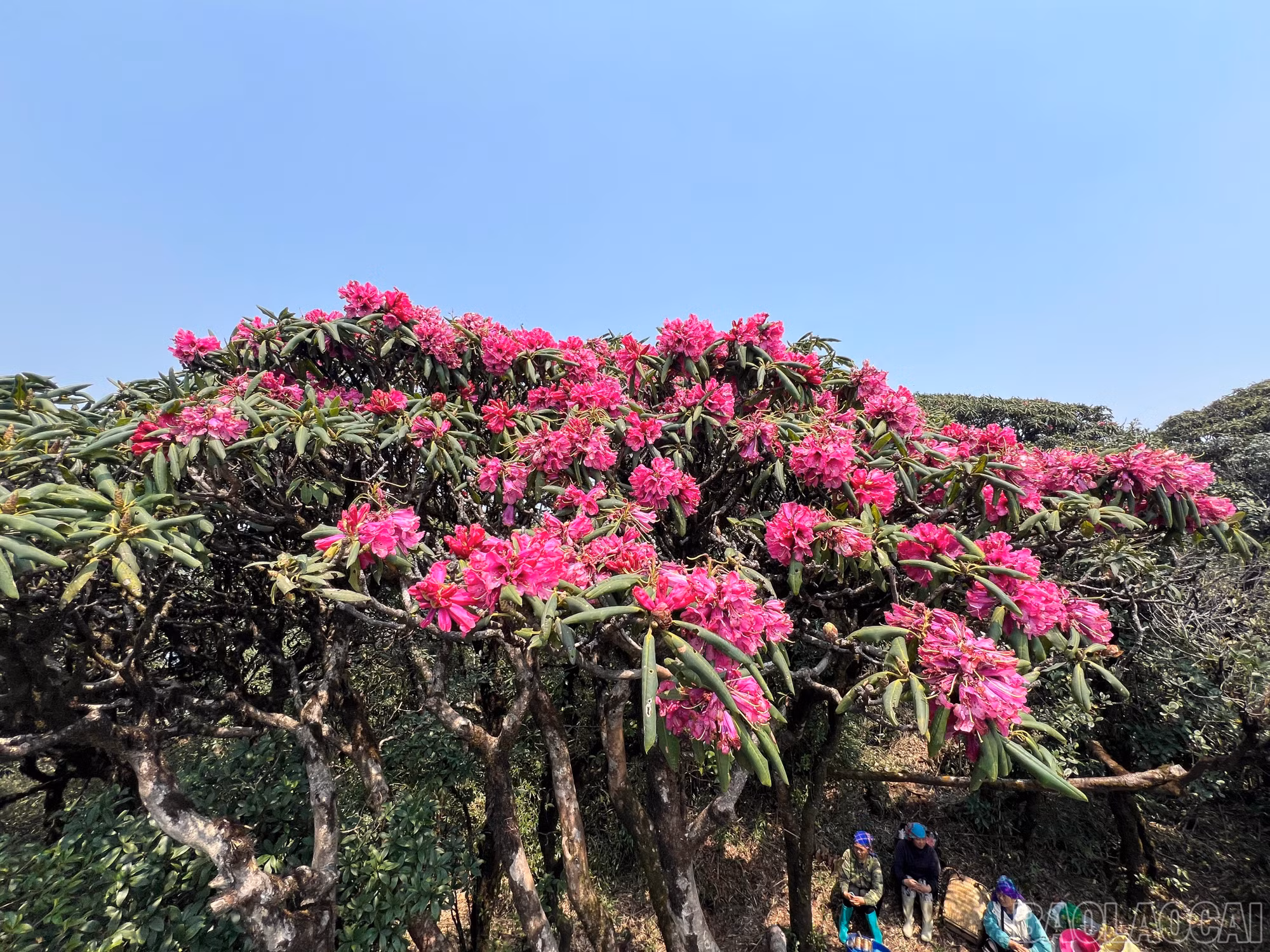 baolaocai-br_putaleng-13.jpg