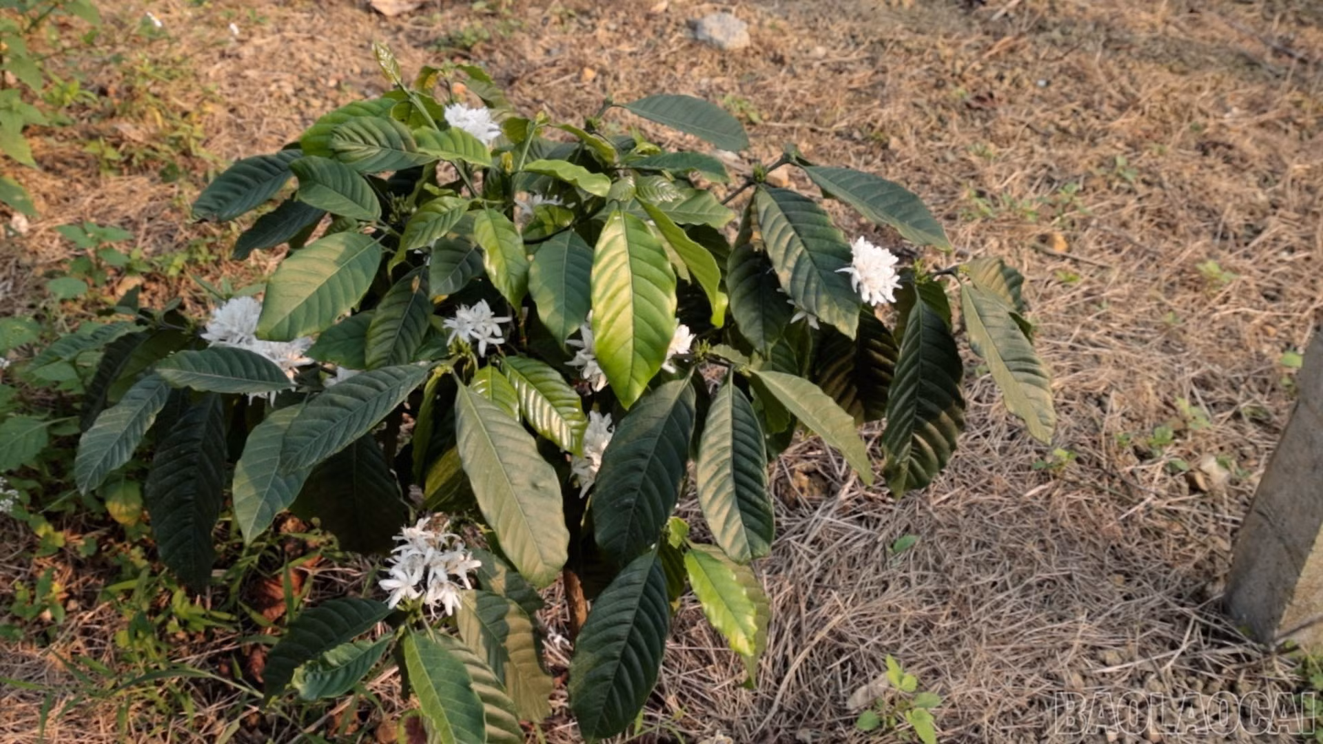 baolaocai-br_ca-12.jpg