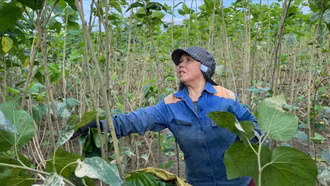 Trấn Yên: Người trồng dâu nuôi tằm "vượt bão"