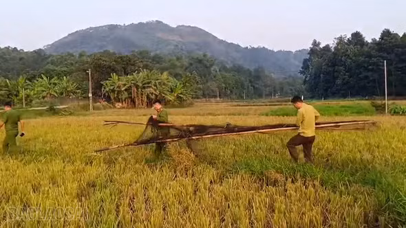 Liên tiếp phát hiện điểm bẫy chim tại nhiều địa phương