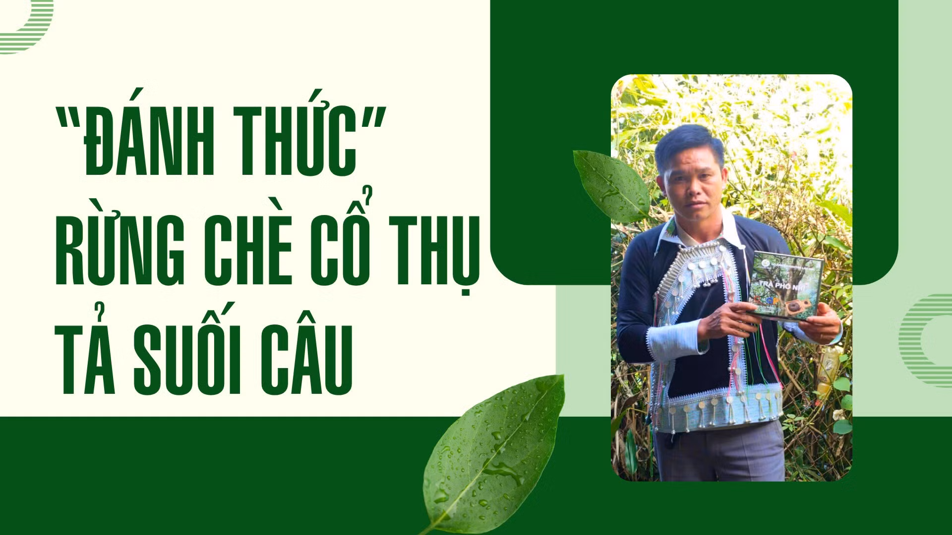 Đánh thức rừng chè cổ thụ Tả Suối Câu