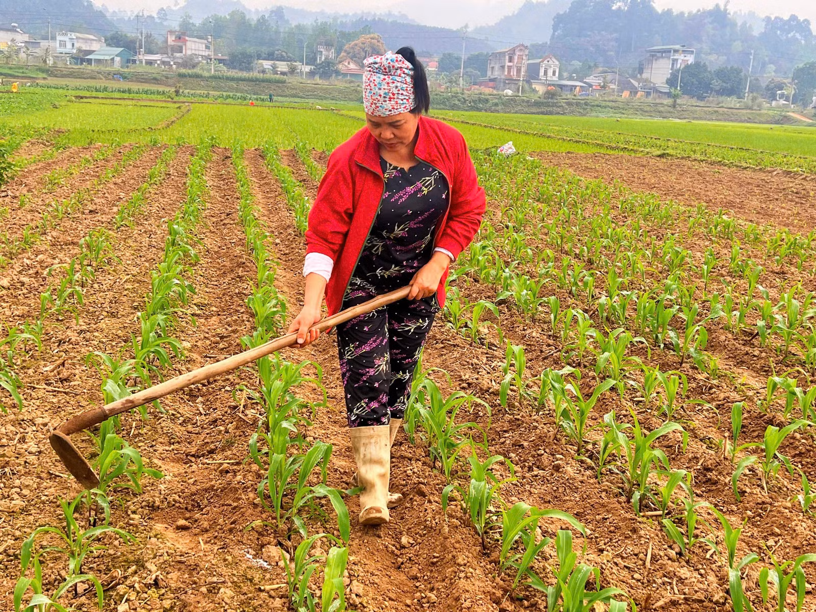 nong-dan-son-hai-tich-cuc-ra-dong-cham-soc-dien-tich-ngo-moi-cay.jpg