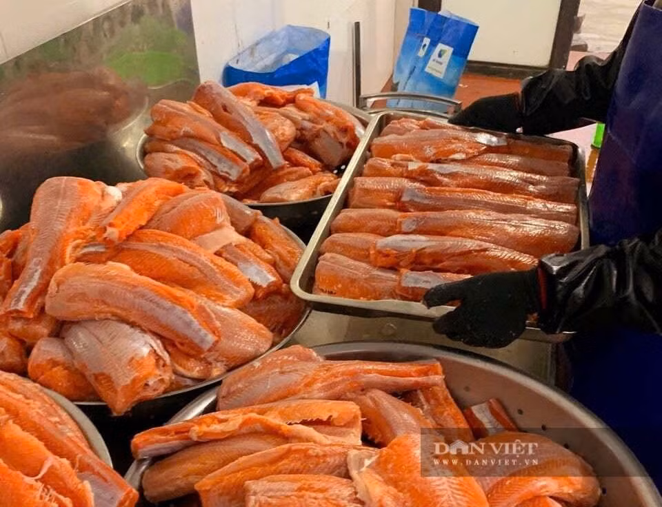 Cá hồi tươi sống sau khi được thu hoạch sẽ được chế biến ra nhiều sản phẩm khác nhau.